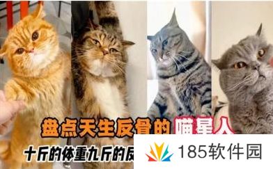 十斤的小猫网络用语-九斤的反骨是什么梗-十斤的小猫 九斤的反骨梗意思及出处分享